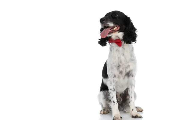 Happy Elegant English Springer Spaniel Dog Red Bowtie Panting Sticking — Stock fotografie