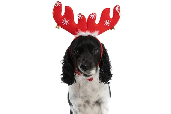 Funny English Springer Spaniel Dog Christmas Headband Making Funny Faces — Zdjęcie stockowe