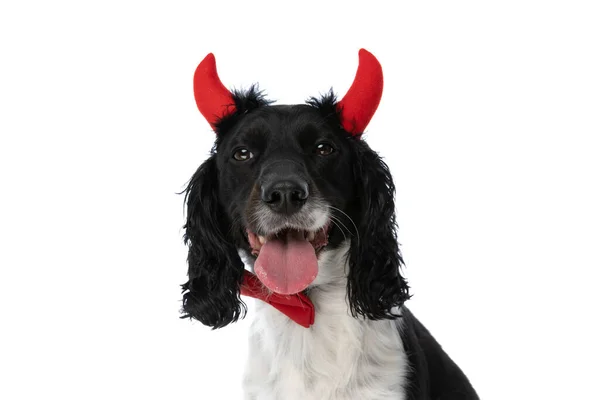 Adorable English Springer Spaniel Doggy Devil Horns Bowtie Sticking Out — стоковое фото