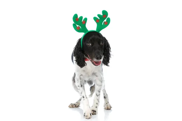 Adorable English Springer Spaniel Puppy Reindeer Headband Panting Walking Isolated — Zdjęcie stockowe