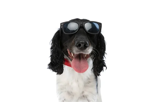 Cool English Springer Spaniel Dog Sunglasses Sticking Out Tongue Panting — Zdjęcie stockowe