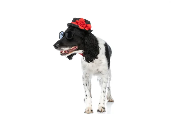 Adorable English Springer Spaniel Dog Hat Sunglasses Bowtie Looking Side — Zdjęcie stockowe