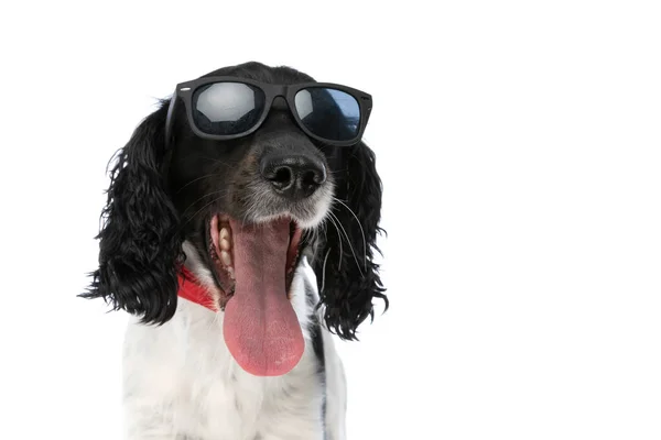 Happy Excited English Springer Spaniel Dog Glasses Sticking Out Tongue — Stock Photo, Image