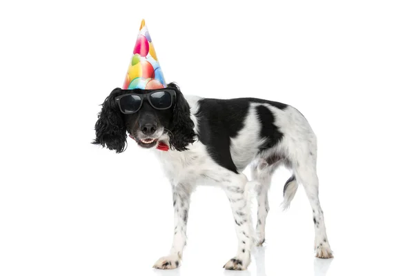 Cool English Springer Spaniel Dog Birthday Hat Sunglasses Celebrating Party — Fotografia de Stock