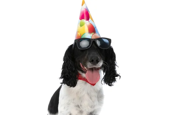Happy English Spaniel Dog Sunglasses Birthday Hat Sticking Out Tongue — ストック写真