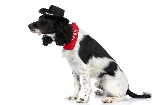 Side View Adorable English Springer Spaniel Dog Hat Bandana Looking — Stok Foto