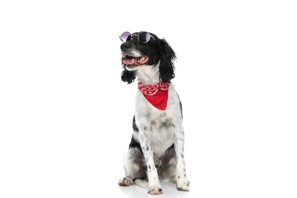 Lovely English Springer Spaniel Doggy Sticking Out Tongue Panting While — Photo