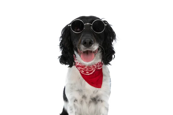 Lovely English Springer Spaniel Dog Retro Sunglasses Red Bandana Sitting — Stock Photo, Image