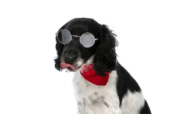 Beautiful English Springer Spaniel Dog Glasses Sticking Out Tongue Licking — Zdjęcie stockowe