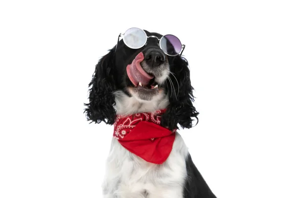 Cool Retro English Springer Spaniel Dog Licking Nose Looking Wearing — Zdjęcie stockowe