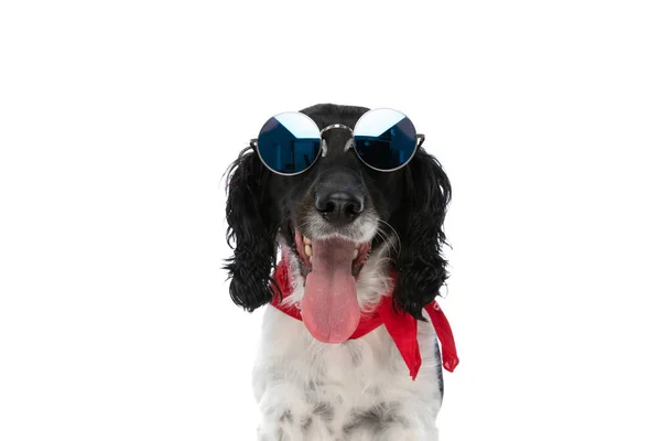 Cute English Springer Spaniel Puppy Bandana Retro Sunglasses Sticking Out — Stock Photo, Image