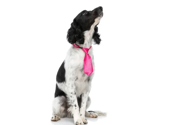 Eager English Springer Spaniel Dog Pink Tie Curiously Looking While — стоковое фото