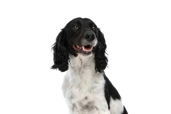 Χαρούμενο Αγγλικό Σκυλί Springer Spaniel Λαχάνιασμα Και Κοιτάζοντας Ψηλά Ενώ — Φωτογραφία Αρχείου