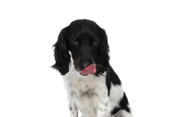 Sweet English Springer Spaniel Dog Looking Licking Nose While Sitting — Stockfoto