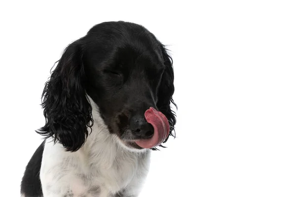 Cute English Springer Spaniel Dog Sticking Out Tongue Licking Nose — Foto de Stock