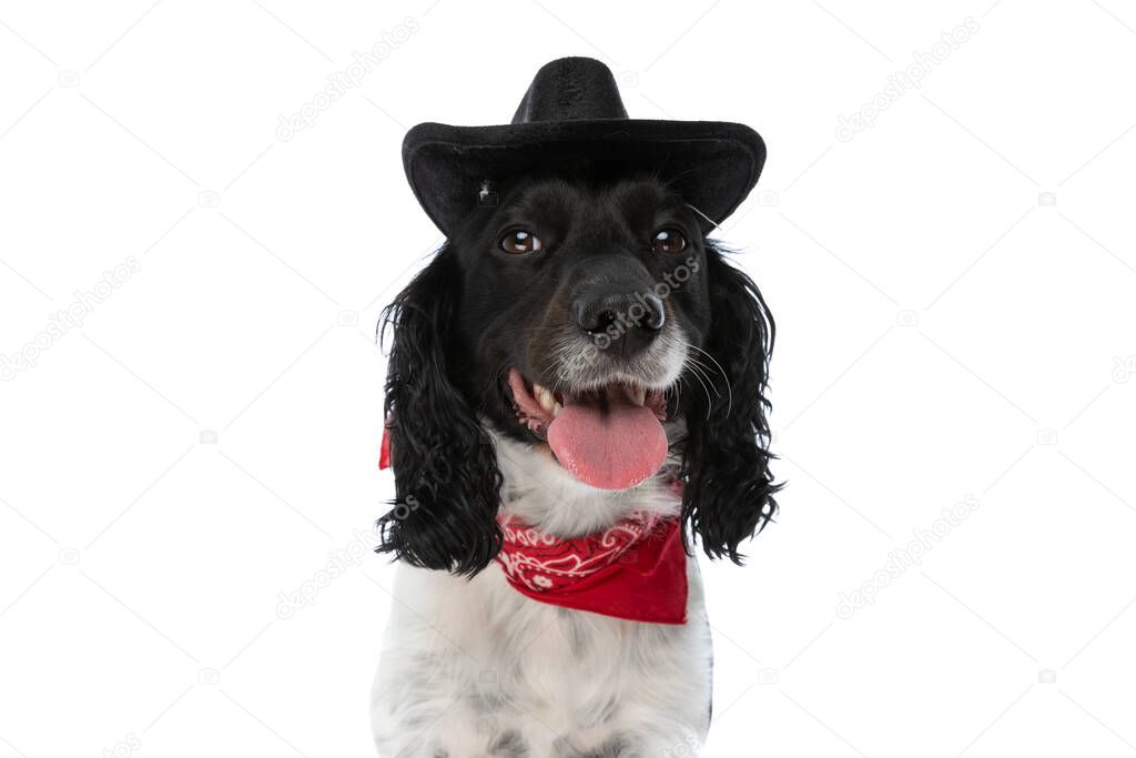 cute english springer spaniel dog with cowboy hat and red bandana panting on white background in studio