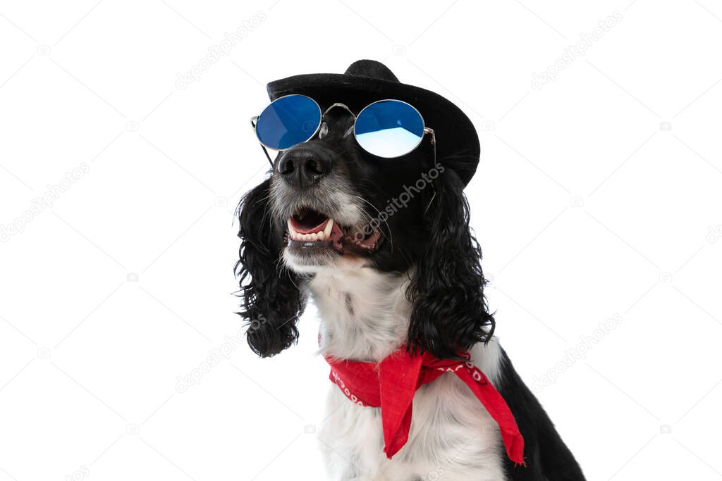 adorable english springer spaniel dog with hat looking up through glasses, wearing red bandana and sitting on white background in studio