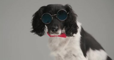 tough english springer spaniel dog sitting and wearing a red bowtie with sunglasses