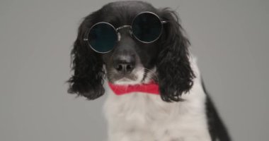 cool english springer spaniel dog posing with his sunglasses on and his red bowtie at neck