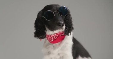 seated english springer spaniel dog is wearing sunglasses and a red bandana against gray studio background