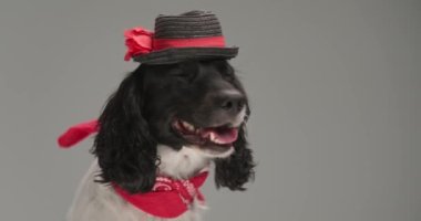 cute english springer spaniel dog looking to side, wearing a hat and bandana and panting