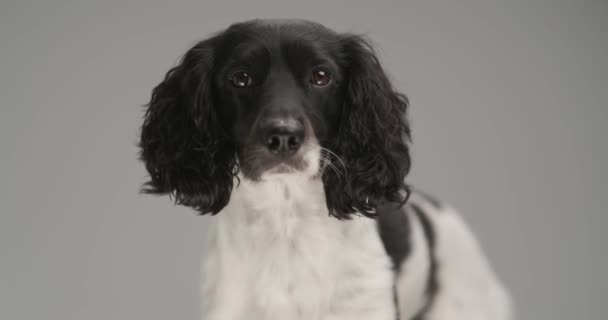 Cute English Springer Spaniel Dog Looking Camera Gray Studio Background — Stockvideo