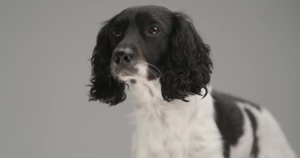 Adorable English Springer Spaniel Dog Looking Away Looking Camera Gray — 비디오