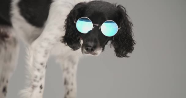 Cool Inglés Springer Spaniel Perro Tener Cabeza Inclinada Con Gafas — Vídeos de Stock