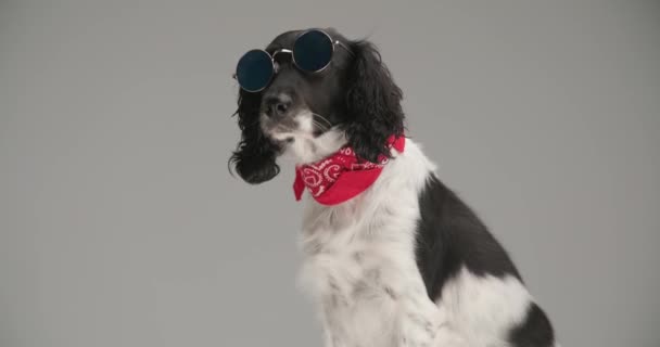 Side View Cool English Springer Spaniel Dog Wearing Red Bandana — Stockvideo