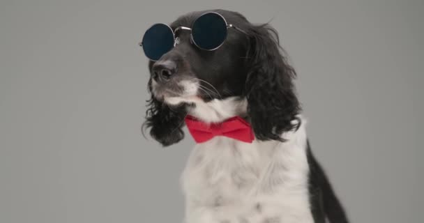 英語のスプリンガー スパニエル ドッグが首にサングラスと赤い蝶ネクタイをつけて — ストック動画