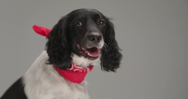 Красивий Англійський Спанієль Собака Стирчить Язиком Одягнений Червону Бандану Сидить — стокове відео