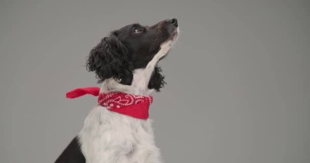 Side View Sweet English Springer Spaniel Dog Looking Wearing Red — Vídeo de Stock