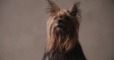 cute Yorkshire terrier puppy looking up, being curious and looking to side while sitting on brown background in studio