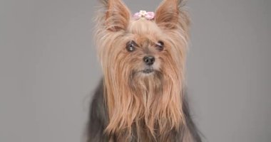 beautiful small Yorkshire terrier puppy with bow looking away and licking nose on grey background in studio