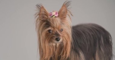 side view of cute Yorkshire terrier dog looking away and up, being curious, licking nose and standing on grey background in studio