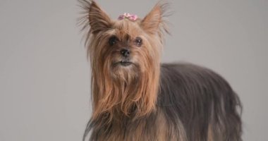 side view of adorable little Yorkshire terrier dog getting scared, sitting and looking up on grey background in studio
