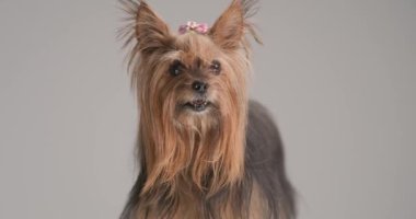 sweet small yorkie dog with bow looking up, panting, being curious and looking to side on grey background in studio