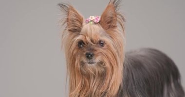 precious small yorkie puppy with bow looking down and side while standing on grey background in studio