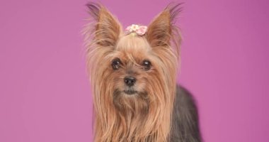 beautiful little Yorkshire terrier pup standing on pink background, licking nose and walking away in studio
