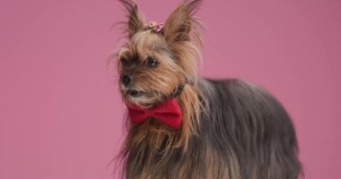 adorable Yorkshire terrier puppy wearing red bowtie, looking around, coughing and sitting on pink background in studio