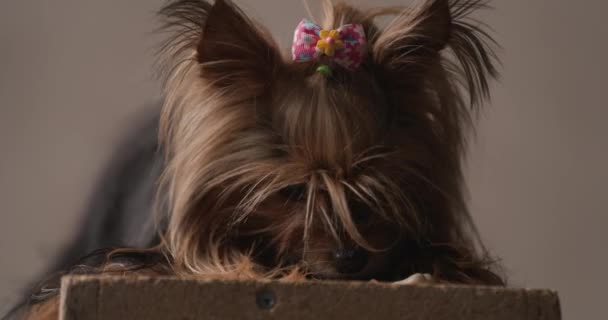Sweet Little Yorkshire Terrier Dog Playing Having Fun Toys Biting — Stockvideo