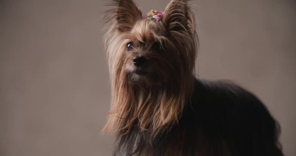 Precious Yorkshire Terrier Puppy Looking Away Cute Manner Turning Walking — Stockvideo
