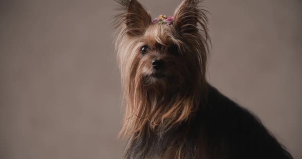 มมองด านข างของส Yorkshire Terrier อยากร อยากเห นได นเส ยงและม — วีดีโอสต็อก