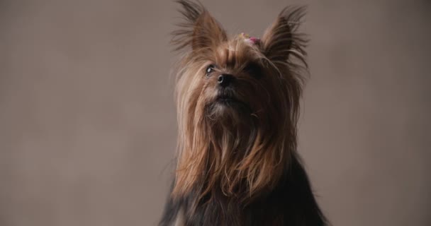 Cute Yorkshire Terrier Puppy Looking Being Curious Looking Side While — Stok video