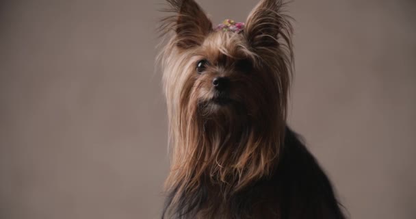 Adorable Little Yorkshire Terrier Dog Looking Being Eager Getting Excited — 비디오