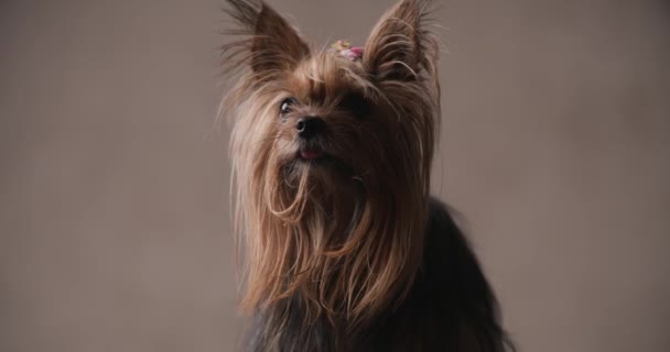 Sweet Yorkie Doggy Sticking Out Tongue Panting Looking Licking Nose — Vídeo de Stock