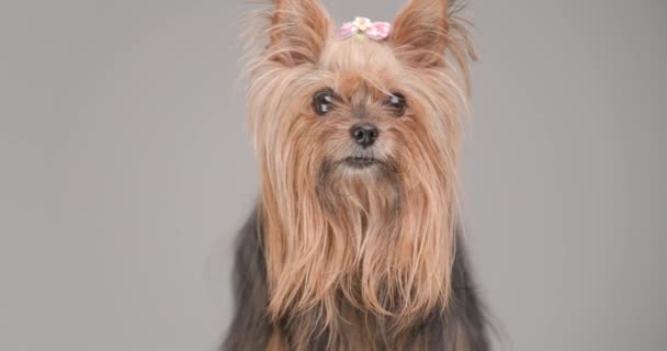 Lovely Little Yorkie Puppy Sticking Out Tongue Licking Nose Looking — Stock video