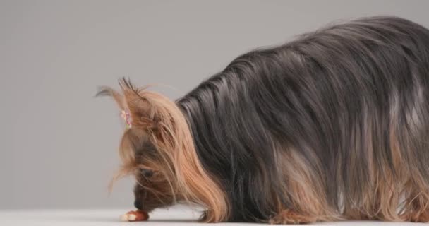 Cute Yorkshire Terrier Dog Side View Position Sniffing Licking Toy — Vídeos de Stock