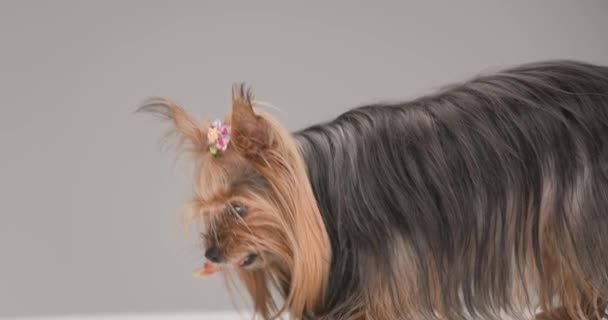 Side View Lovely Little Yorkshire Terrier Dog Playing Carrying Toy — Vídeo de Stock