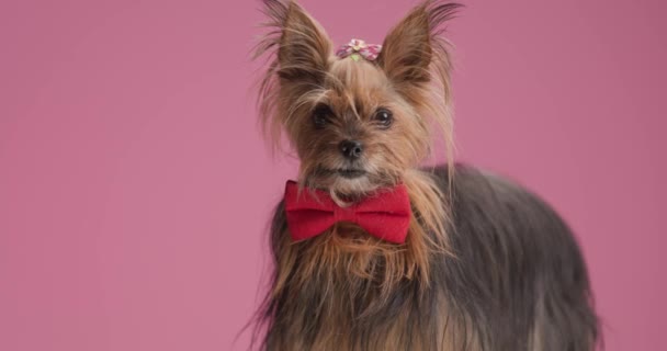 Elegant Yorkshire Terrier Dog Red Bowtie Neck Looking Away Standing — Stock video